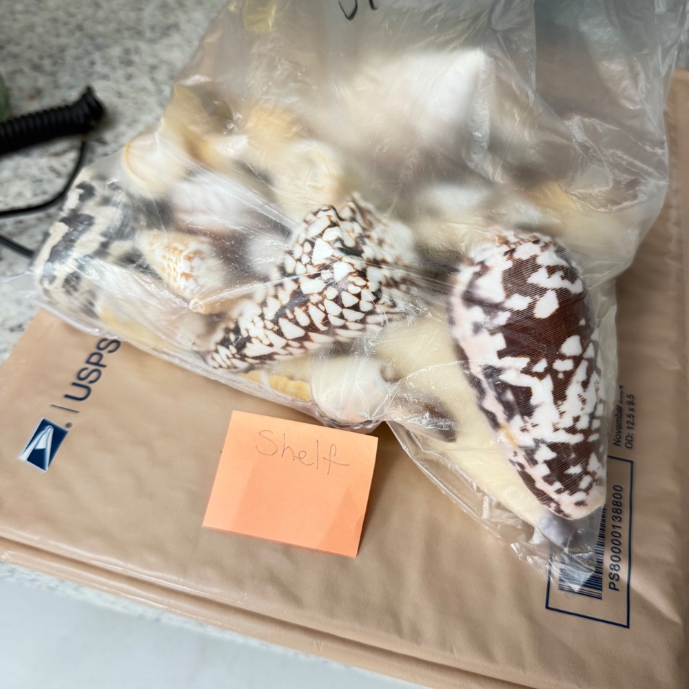 Natural Sea Shell Collection Assorted Lot Cone Cowrie Auger Specimen Decor 51 Pc - Picture 13 of 13
